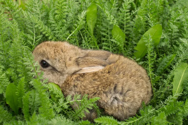Gri küçük tavşan bebek yeşil çimenlerin üzerinde. — Stok fotoğraf
