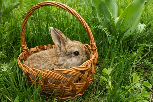 Kahverengi küçük tavşan bebek çimenlerin üzerinde bir sepet içinde. — Stok fotoğraf