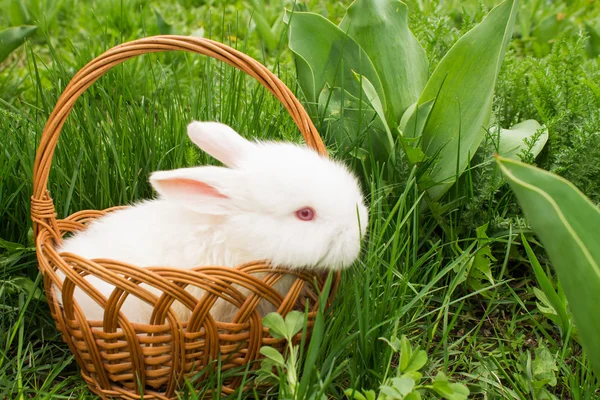 Çimenlerin üzerinde bir sepette beyaz küçük tavşan bebek. Yumuşak odak — Stok fotoğraf