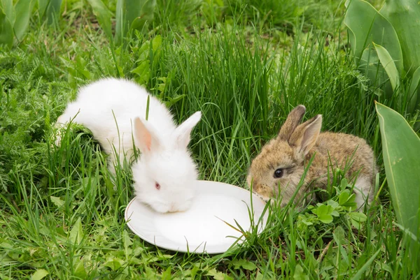 Conigli che bevono latte da un piattino su un'erba verde — Foto Stock
