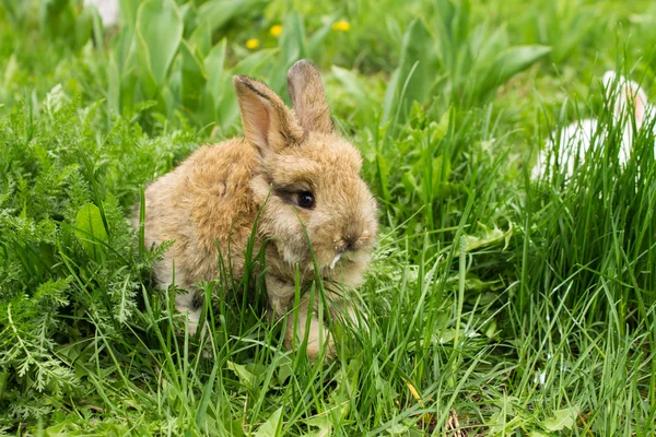 Dudaklarını yeşil çimenlerin üzerinde süt ile küçük tavşan — Stok fotoğraf