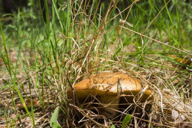 Orman Çim mantar. Tereyağı mantar