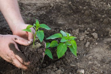biber fidesi closeup grou bir arka plan üzerinde dikim