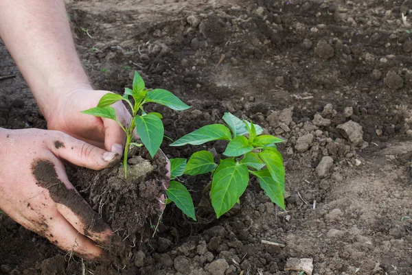 Planting of pepper seedlings closeup on a background of the grou — Stock Photo, Image