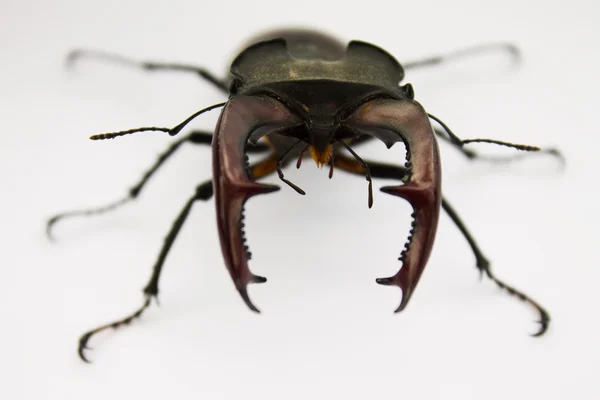 Stag-besouro closeup em um fundo branco — Fotografia de Stock