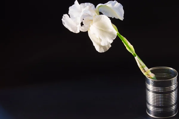 siyah arka plan üzerine beyaz çiçek Iris