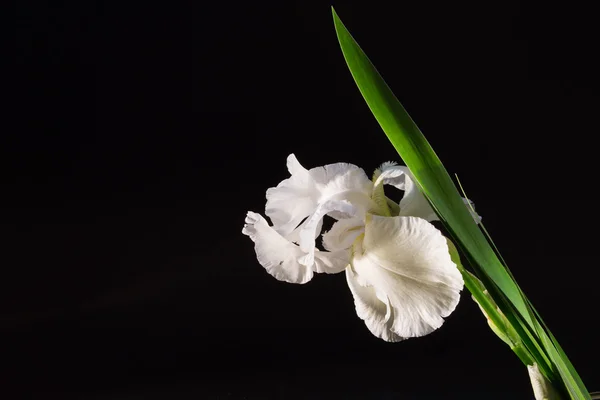 Iris duży kwiat biały na czarnym tle — Zdjęcie stockowe