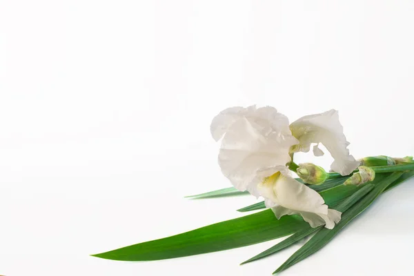 Iris biały duży kwiat na białym tle — Zdjęcie stockowe