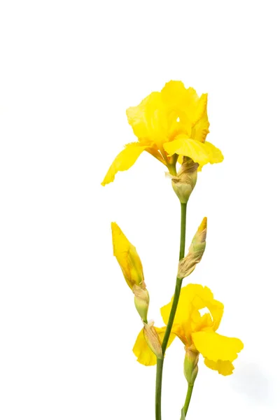Iris żółty kwiat na białym tle — Zdjęcie stockowe
