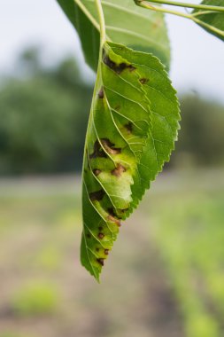 yaprak yeşil ağaç hastalıklı