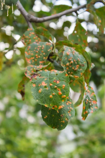 Хвороба сливового дерева, уражене листя крупним планом — стокове фото