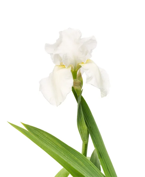 Isolated white iris flower — Stock Photo, Image