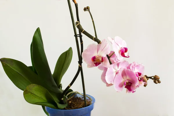 Blühende rosa Orchidee mit Blättern auf hellem Hintergrund — Stockfoto