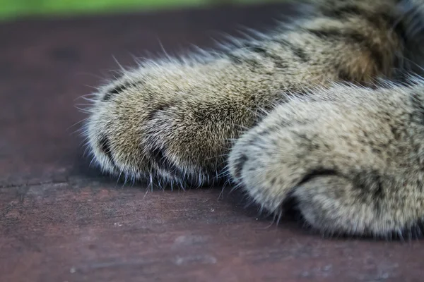 Patas gato close-up — Fotografia de Stock