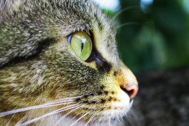 profil closeup namlu kedi.