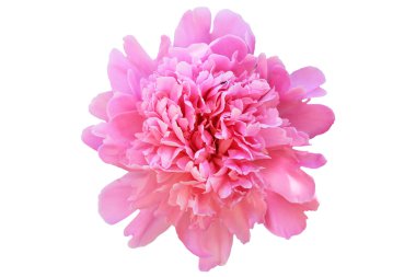 izole Şakayık çiçeği