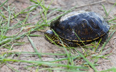 tatlı su kaplumbağası
