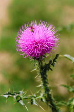 Thistle çiçek