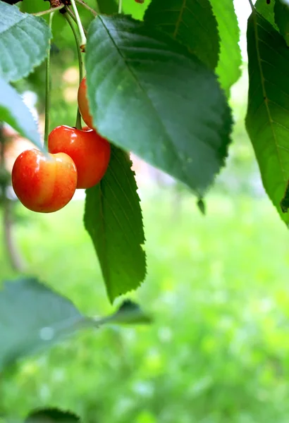 Red cherries with leaves Stock Image