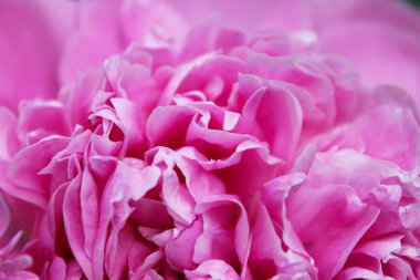 Şakayık çiçeği yakın çekim