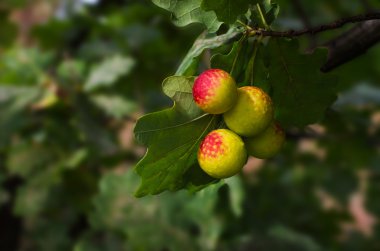 Meşe büyümeleri yaprakların üzerine meşe apple yaralıyor