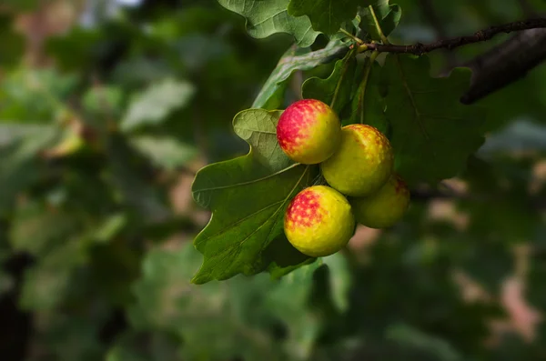 Meşe büyümeleri yaprakların üzerine meşe apple yaralıyor