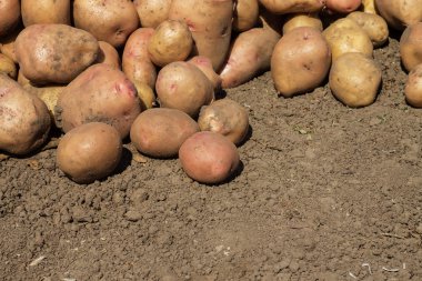 yerde patates