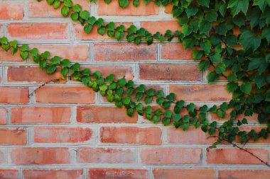 background of ivy-covered brick wall