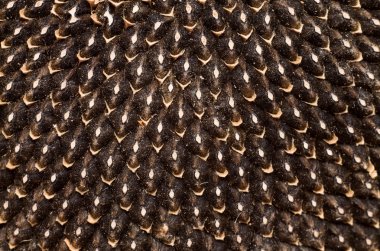 texture of a flower of sunflower seeds closeup
