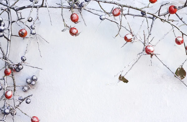 branch of wild rose and blackthorn with fruits in snow