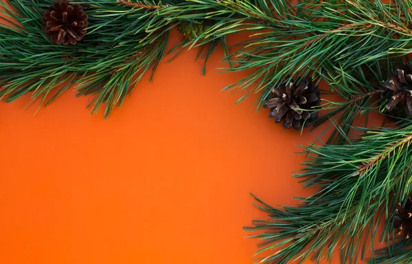 Kiefernzweige mit Zapfen auf orangefarbenem Hintergrund — Stockfoto