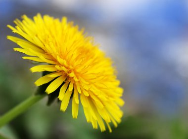 Profil karahindiba portre