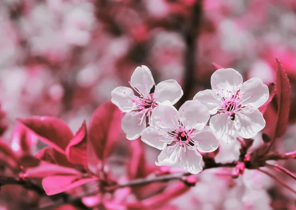 Bloemen van kers op onscherpe achtergrond afgezwakt foto — Stockfoto