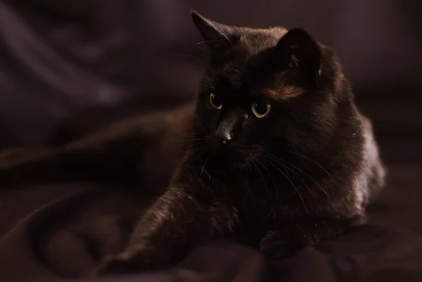 Black cat on a black background — Stock Photo, Image