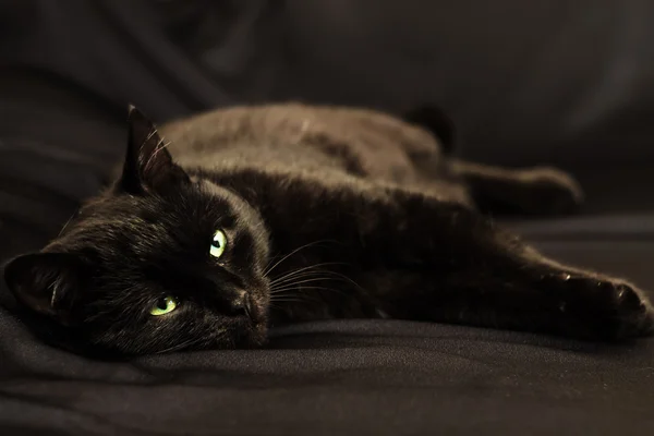 Gato negro acostado sobre un fondo negro —  Fotos de Stock