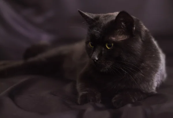 Black cat on lying in a profile on a black background — Stock Photo, Image