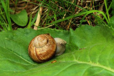 Yeşil yapraklı bahçe salyangozu