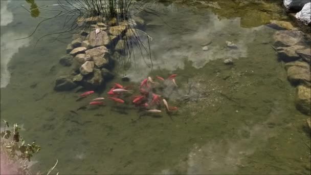 Crucian Carp Swim Garden Pond — Vídeo de stock