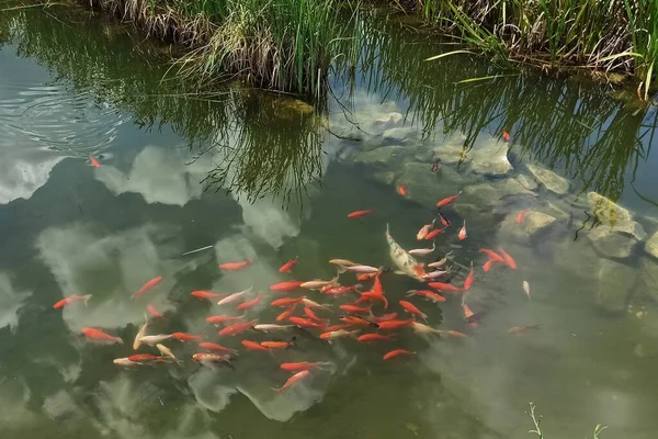 Peixes Crucian Carp Nadando Uma Lagoa Jardim — Fotografia de Stock