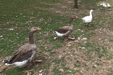 Çiftlikteki beyaz ve gri kazlar