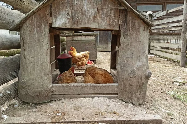 Hens Kept Farm — Stock Photo, Image