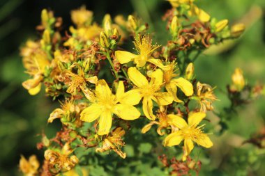 Sarı şifalı ot St. John otu.
