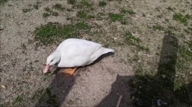 Beyaz kaz karahindiba yaprağı yer.