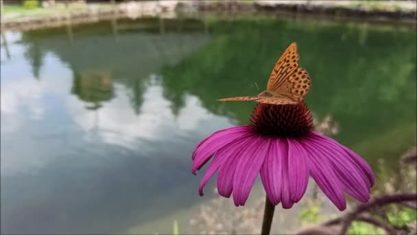 阿吉尼斯蝴蝶从灵丹妙药花中采集花蜜 珍珠蝴蝶 — 图库视频影像