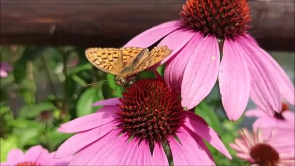 Der Agynnis Schmetterling Sammelt Nektar Von Einer Echinacea Blume Dem — Stockvideo