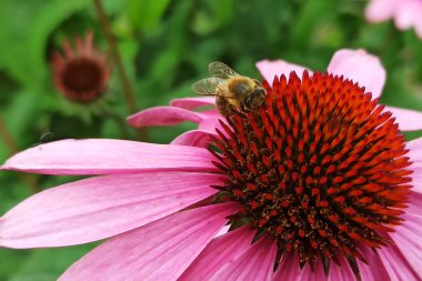 Bir arı, ekinezya çiçeğinden nektar emer.