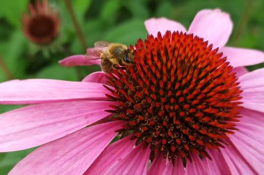 Bir arı, ekinezya çiçeğinden nektar emer.