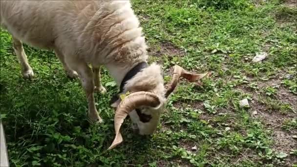 Bélier Pâture Dans Prairie Bélier Pâturage — Video