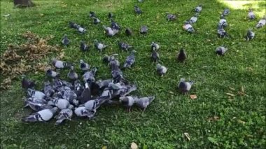 Güvercinler ekmek kırıntıları yer, güvercinler ekmek kırıntılarına uçar, güvercinler ekmek kırıntıları yer, şehir güvercinleri