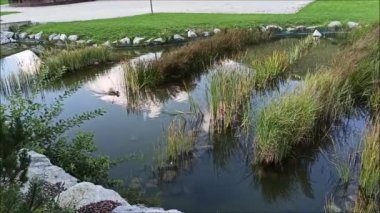 Havuzda yüzen ördek